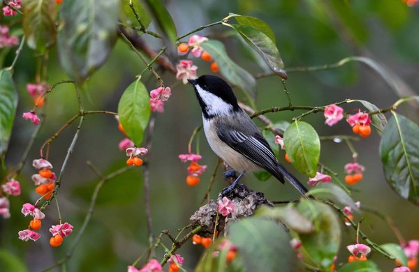 Quels systèmes de gestion environnementale les PME industrielles peuvent-elles implémenter pour conformité avec la réglementation écologique?